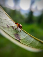 close up of a leaf roller beetle on a sapodilla leaf from the family Attelabidae