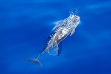 Delfin taucht auf im Atlantik