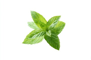 Obraz premium Fresh mint leaves, vibrant green, close-up