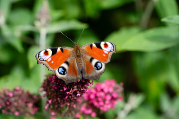 Pfauenauge auf dem Schmetterlingsflieder Buddleja davidii
