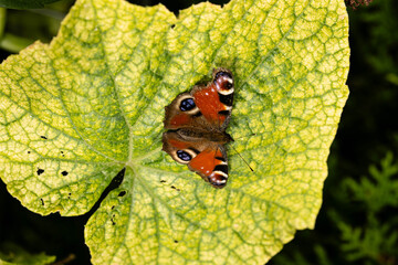Pfauenauge auf dem Schmetterlingsflieder Buddleja davidii