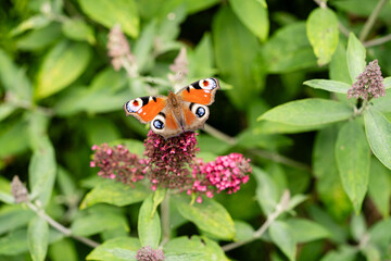 Pfauenauge auf dem Schmetterlingsflieder Buddleja davidii