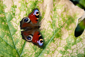 Pfauenauge auf dem Schmetterlingsflieder Buddleja davidii