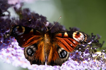 Pfauenauge auf dem Schmetterlingsflieder Buddleja davidii