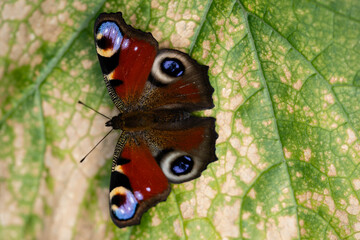 Pfauenauge auf dem Schmetterlingsflieder Buddleja davidii