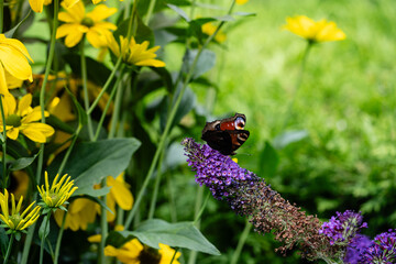 Pfauenauge auf dem Schmetterlingsflieder Buddleja davidii