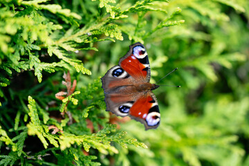 Pfauenauge auf dem Schmetterlingsflieder Buddleja davidii