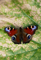 Pfauenauge auf dem Schmetterlingsflieder Buddleja davidii