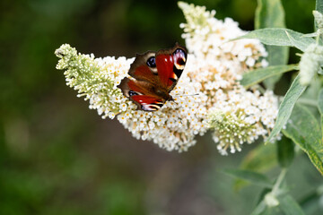 Pfauenauge auf dem Schmetterlingsflieder Buddleja davidii