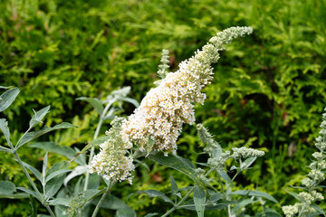 Pfauenauge auf dem Schmetterlingsflieder Buddleja davidii