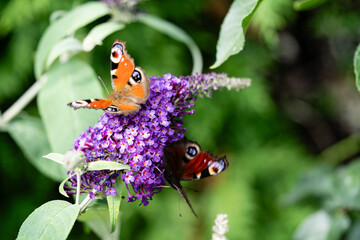 Pfauenauge auf dem Schmetterlingsflieder Buddleja davidii