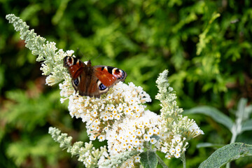 Pfauenauge auf dem Schmetterlingsflieder Buddleja davidii