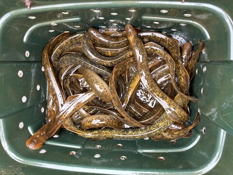 Sea lamprey on a tray
