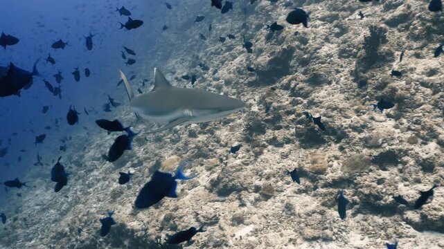 A sleek shark glides through a school of black triggerfish in a vibrant underwater seascape. The sandy ocean floor and clear blue water create a serene setting.