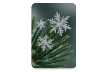 Delicate ice crystals forming unique snowflake patterns resting on green pine needles during winter season