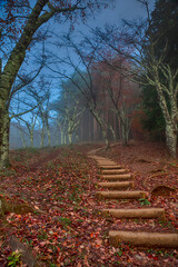 Prodigious View of Amazing Morning Forest at Mt. Fuji Viewed From Behind of Chureito Pagoda With...
