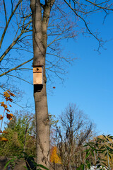 Wooden birdhouse mounted on a tree trunk with clear blue sky in the background.