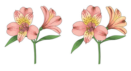 Obraz premium Beautiful alstroemeria blooms with green leaves in detailed botanical art style