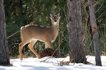 Fototapeta premium white tailed deer