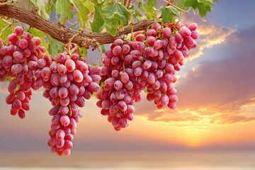 Fototapeta premium Pink grapes cluster on vine at sunset