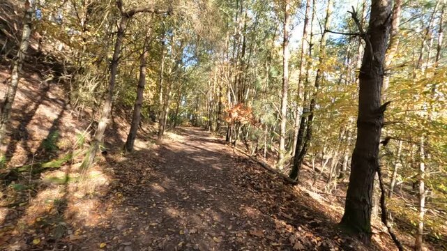 Wanderroute Tweelingterril in der Herbstsonne im Nationalpark Hoge Kempen in Limburg Belgien