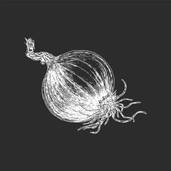 Onion, hand drawn vector illustration, ink sketch