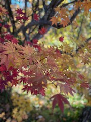 赤から黄へと色づくもみじが美しい日本の秋の風景