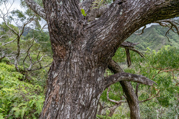 Acacia koa, koa, is a species of flowering tree in the family Fabaceae. Moanalua Valley & Moanalua Ridge Trail to the Haiku Stairs (Stairway To Heaven), Honolulu, Oahu, Hawaii. Koʻolau Range /	
