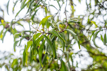 Santalum freycinetianum, the forest sandalwood, Freycinet sandalwood, or ʻIliahi, is a species of flowering tree. Moanalua Valley & Moanalua Ridge Trail to the Haiku Stairs (Stairway To Heaven), oahu