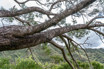 Acacia koa, koa, is a species of flowering tree in the family Fabaceae. Moanalua Valley & Moanalua Ridge Trail to the Haiku Stairs (Stairway To Heaven), Honolulu, Oahu, Hawaii. Koʻolau Range /	
