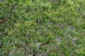 Santalum freycinetianum, the forest sandalwood, Freycinet sandalwood, or ʻIliahi, is a species of flowering tree. Moanalua Valley & Moanalua Ridge Trail to the Haiku Stairs (Stairway To Heaven), oahu