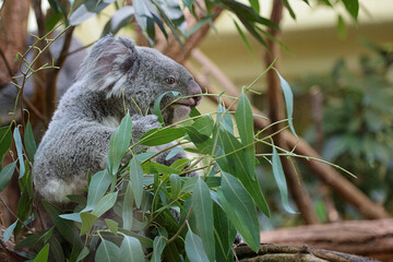 Captive Kola eating eucalyptus leaves