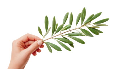 Hand Holding Olive Branch Isolated on White Background