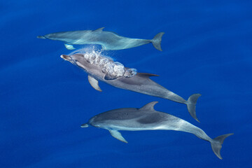 Delfin im Atlantik im ruhigen Meer vor Gran Canaria