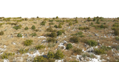 Yellow dry grass surface with feather plants, shrubs and stones cutout isolated png on a transparent background premium nature cutout