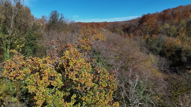atterrissage en drone dans une for&ecirc;t en automne entre les troncs et les branches d'arbres. 