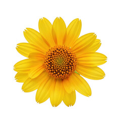 Obraz premium Vibrant yellow daisy flower blooming in full detail macro photography transparent background
