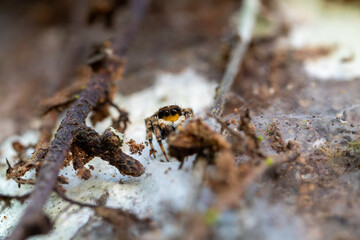 Macro Close-up of Small Jumping Spider with Large Eyes Hunting on Forest Floor