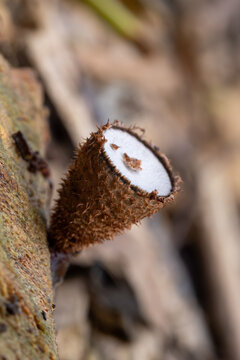 Close-up Macro of Spiky Brown Fungus on Wood