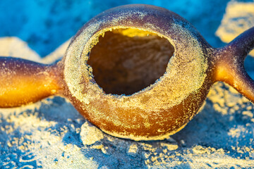 Detail of a bull kelp seaweed on a sunset beach, macro