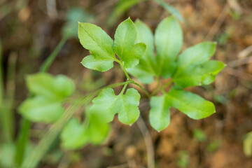 Vibrant Green Young Plant with Lobed Leaves Growing in Soil, Macro Nature Detail