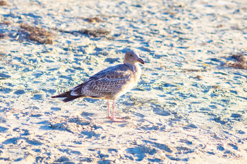 Obraz premium A white-and-brown seagull on the beach on a sunny day 