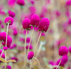 A bunch of pink flowers with brown stems