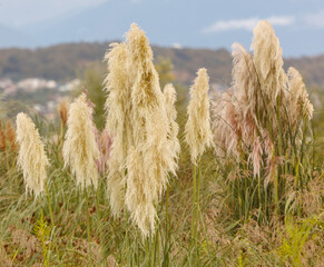 A bunch of tall grasses with some flowers in the middle