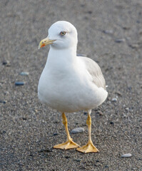 Obraz premium A seagull is standing on the beach