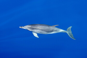 Delfin im Atlantik im ruhigen Meer vor Gran Canaria