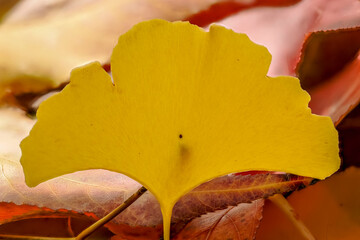 Ginkgo biloba leaf with autumn colors in a garden