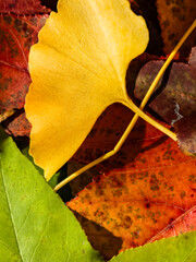 Ginkgo biloba leaf with autumn colors in a garden