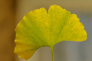 Ginkgo biloba leaf with autumn colors in a garden