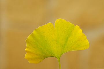Ginkgo biloba leaf with autumn colors in a garden